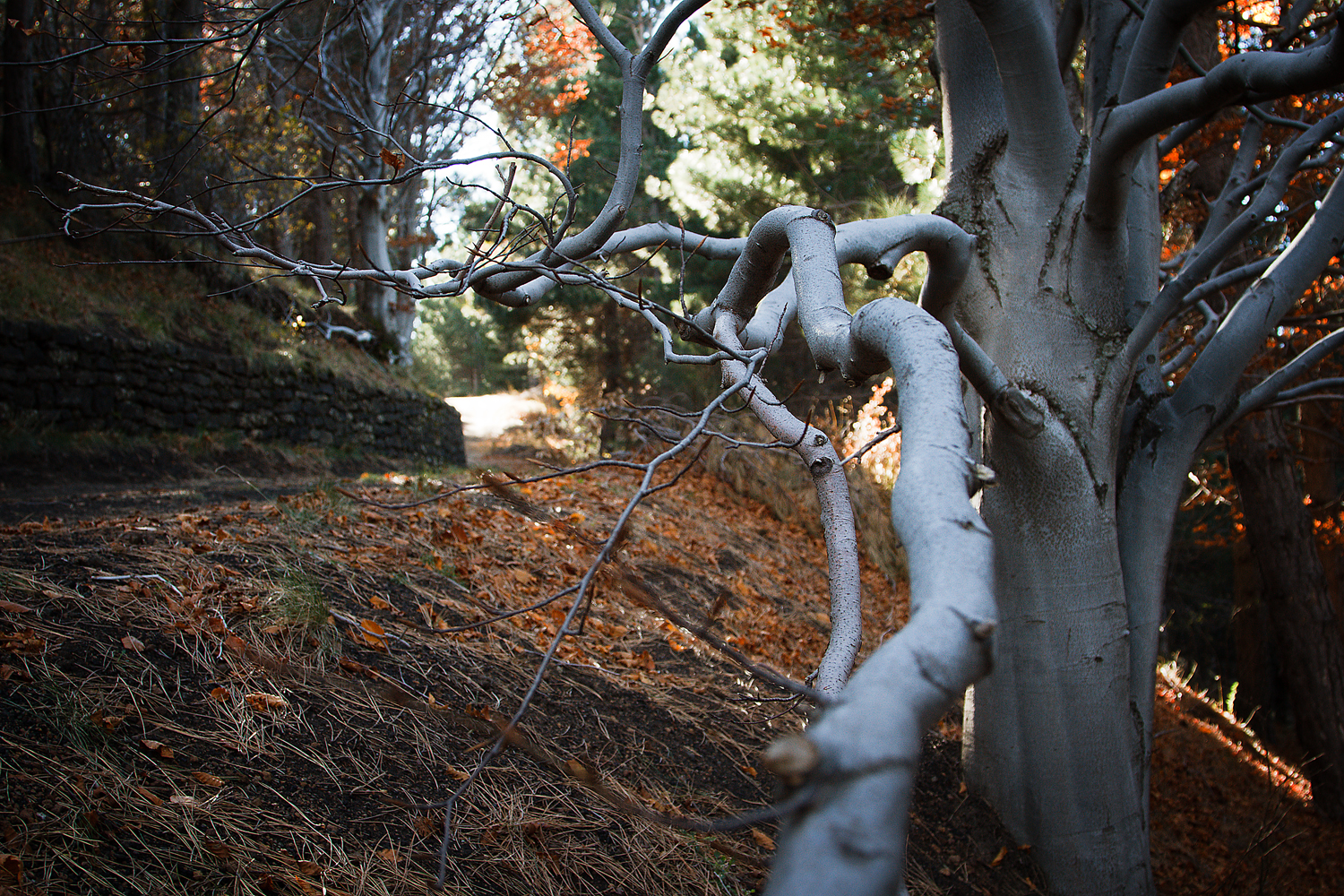 Fotografia di Francesco Nicosia